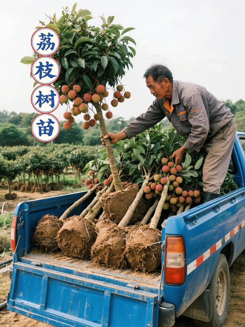 浇水：荔枝树移植后浇水应遵循“定根水浇透、后续见干见湿”的原则