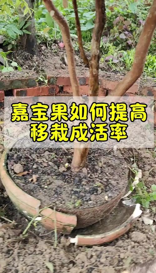 修剪：荔枝树移植后应剪掉部分叶片和弱枝，减少水分消耗