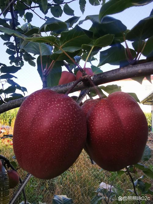 红梨树苗哪里买?一份从品种鉴别到渠道核验的采购与种植指南 选择适合你所在地区的红梨品种是成功种植的第一步