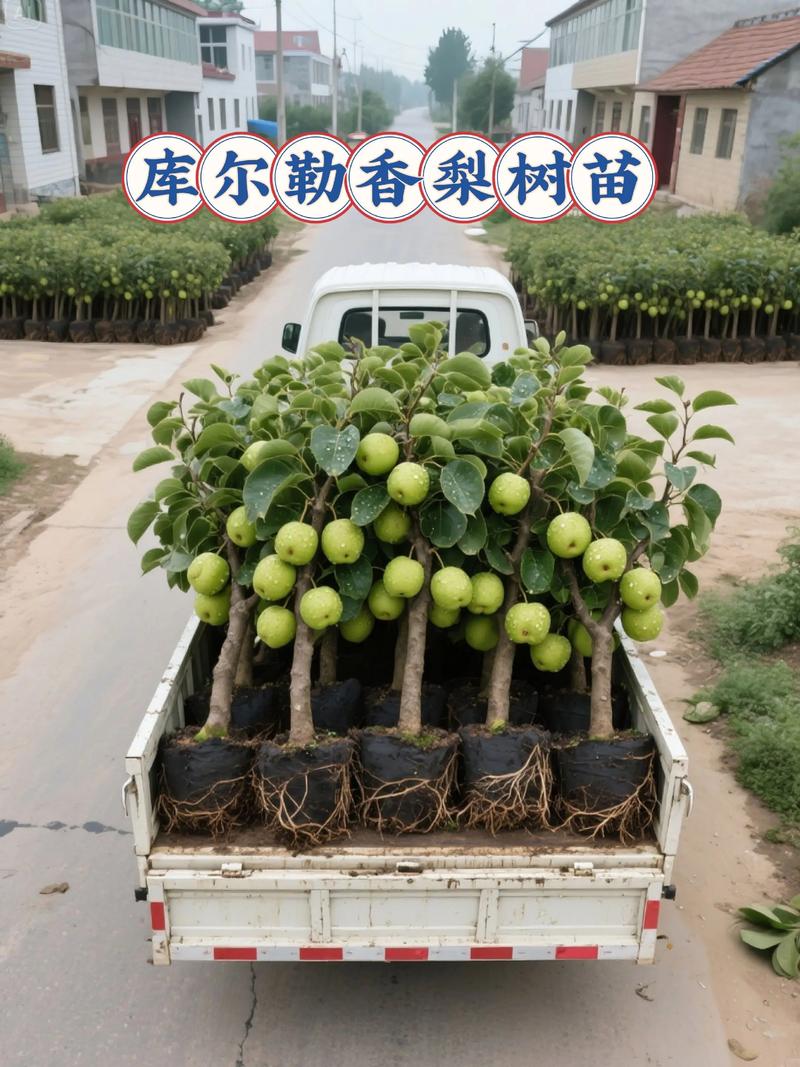 红梨树苗哪里买?一份从品种鉴别到渠道核验的采购与种植指南 红梨树苗的定植与初期管理重点