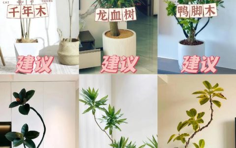 室内可以养绿植吗？科学选择与养护全攻略