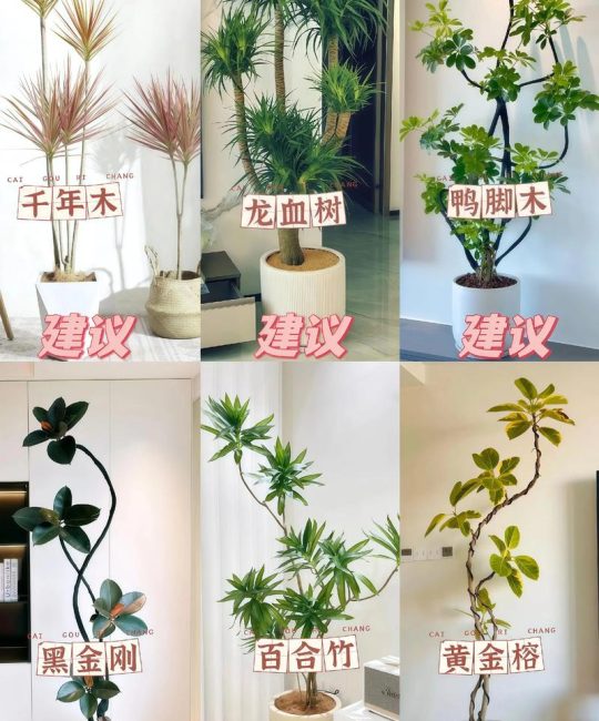 室内可以养绿植吗？科学选择与养护全攻略