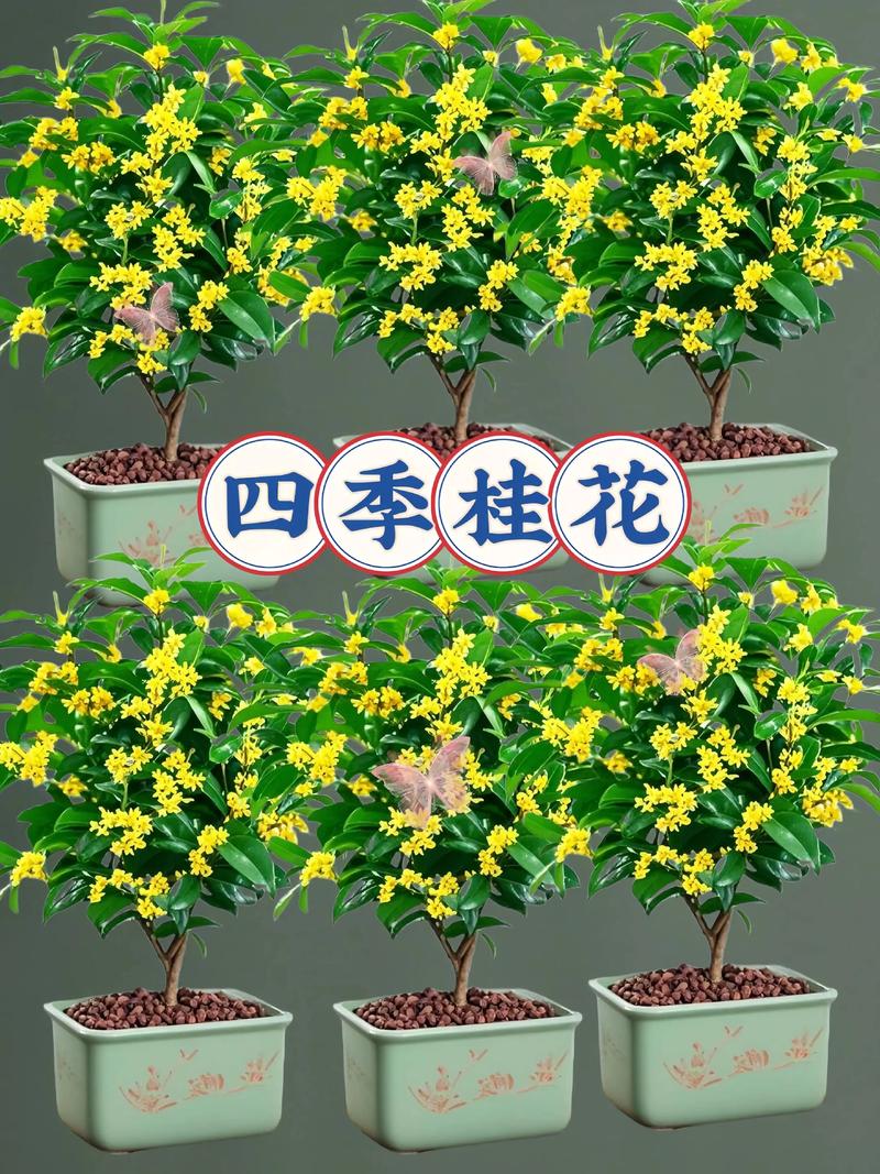 桂花和月季花有什么区别?6维度对比帮你选对庭院主角 养护难度:谁更适合新手?
