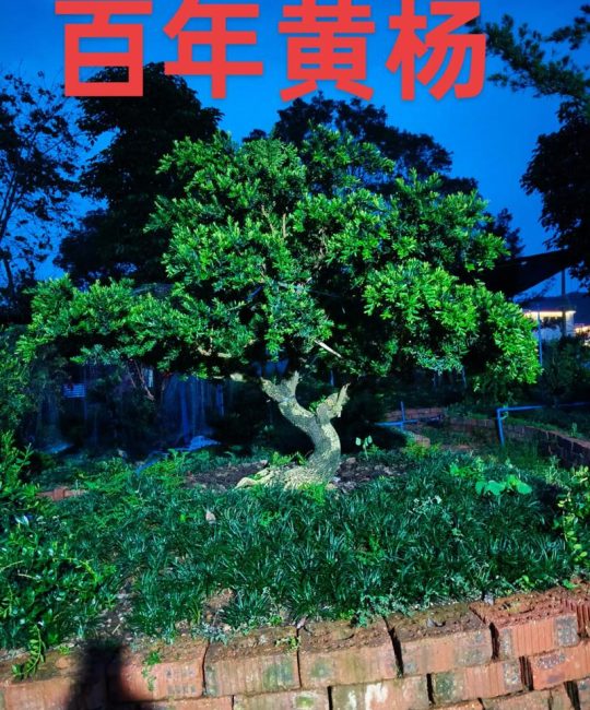 2026年黄杨最贵三个品种深度对比：雀舌黄杨、瓜子黄杨与细叶黄杨