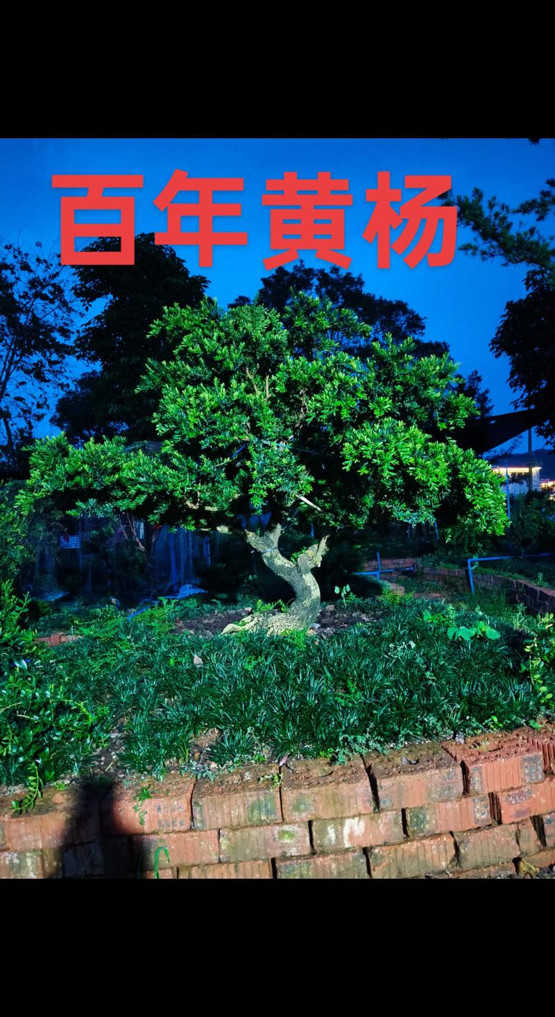2026年黄杨最贵三个品种深度对比:雀舌黄杨、瓜子黄杨与细叶黄杨 2026年黄杨最贵三个品种深度对比:雀舌黄杨、瓜子黄杨与细叶黄杨