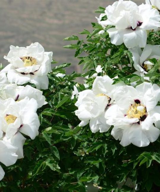 牡丹能在南方种植吗？一份南北方花友的实操指南