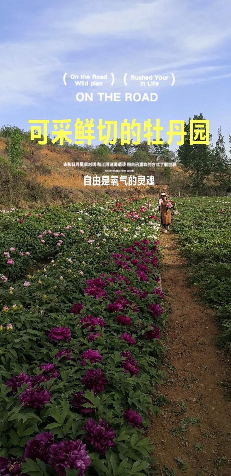 牡丹能在南方种植吗?一份南北方花友的实操指南 二、土壤环境:改良是成败的关键