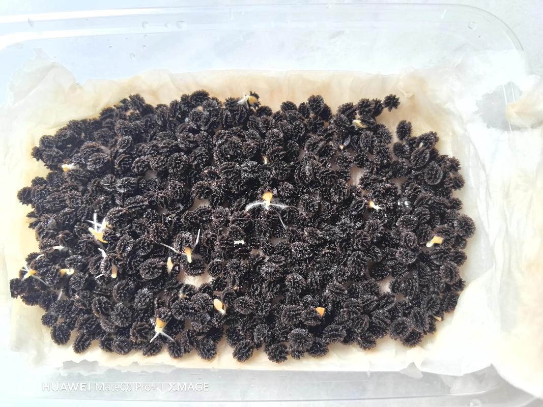木瓜种子发芽全攻略:从选种到移栽,7个步骤让出芽率超过90% 4. 播种深度:浅播覆土,见光助萌