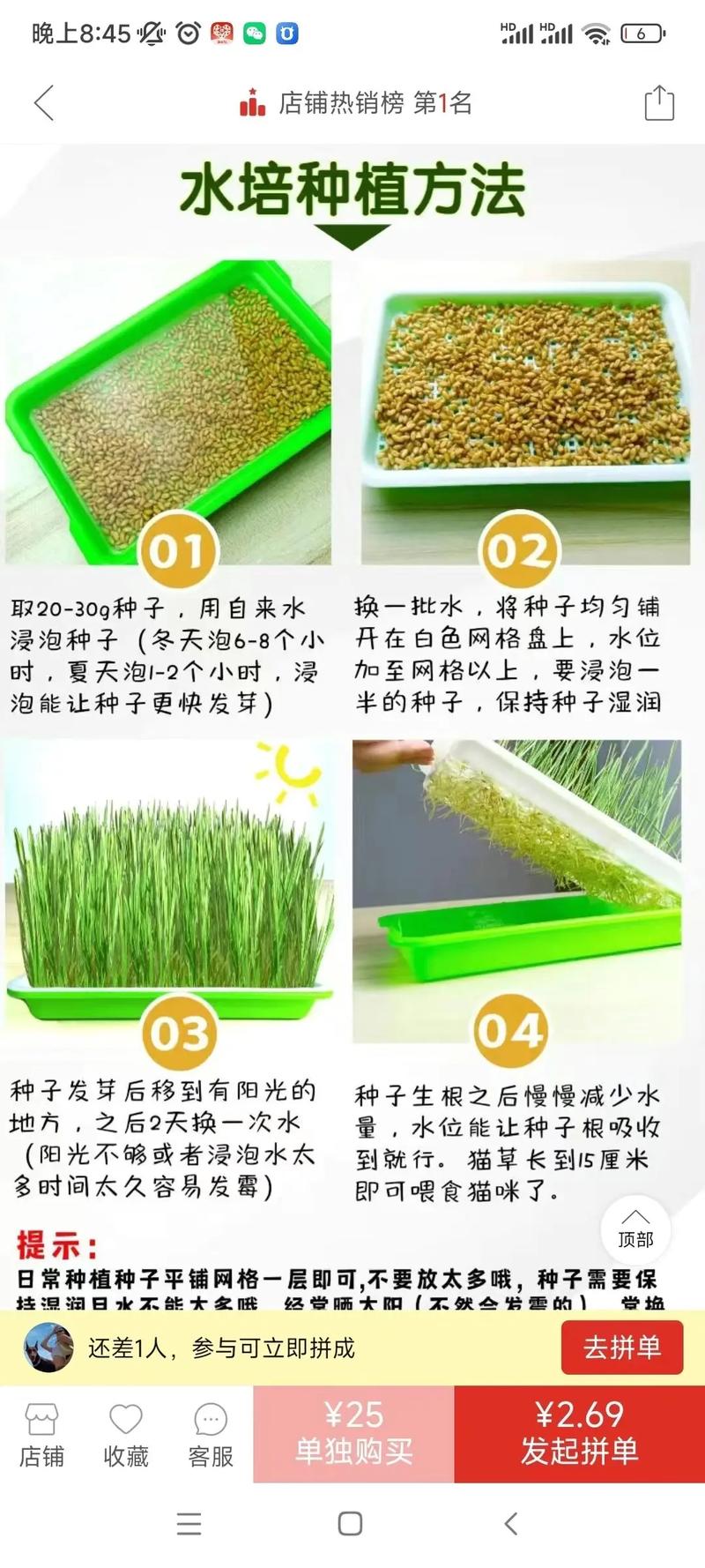 苦草怎么繁殖?种子育苗与分株扩繁全流程技术指南 二、判断标准:如何识别可繁殖的母株与茎段