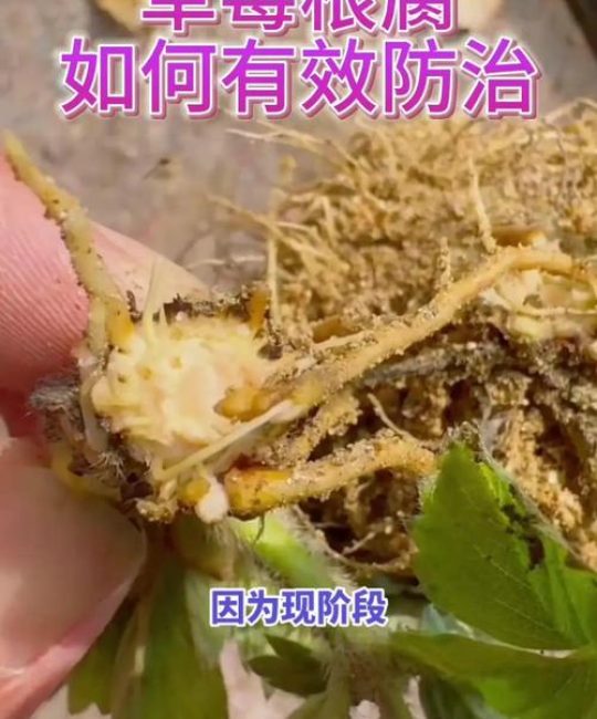 草莓根腐病防治全攻略：原因分析、排查流程与综合处理方案