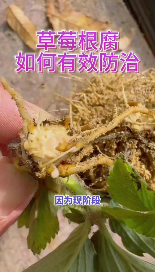 草莓根腐病防治全攻略:原因分析、排查流程与综合处理方案 常见原因列表