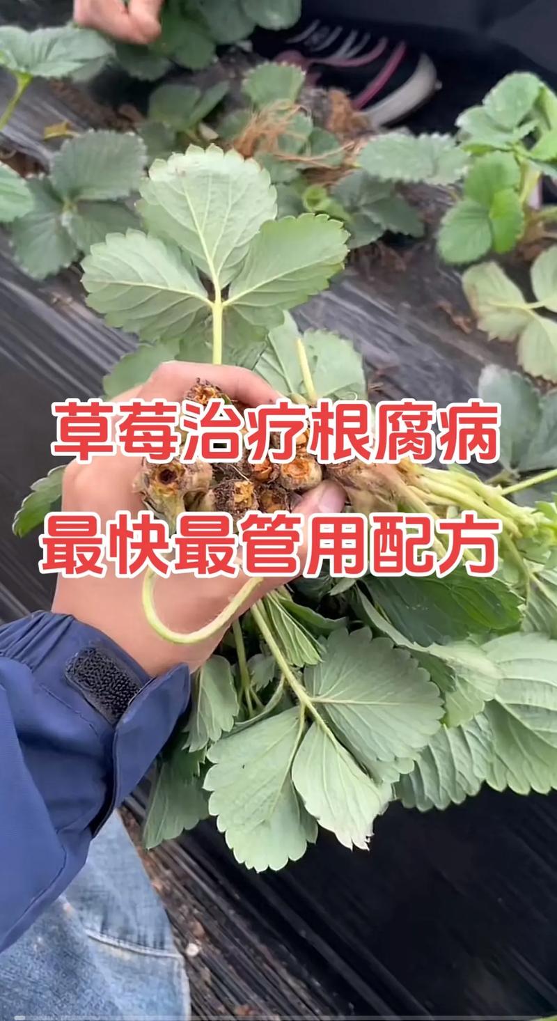 草莓根腐病防治全攻略:原因分析、排查流程与综合处理方案 分步排查清单