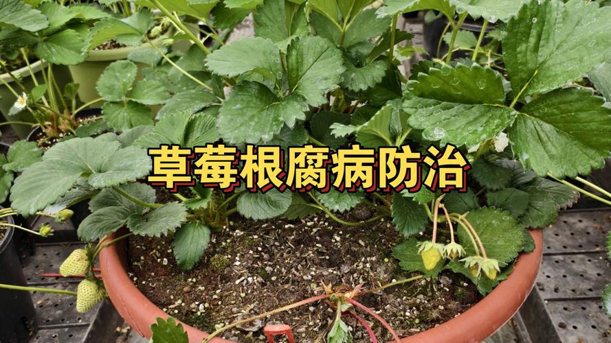 草莓根腐病防治全攻略:原因分析、排查流程与综合处理方案 总结