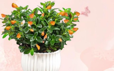 兔年养什么花最吉利？这6种“吉祥花”寓意好又容易爆盆