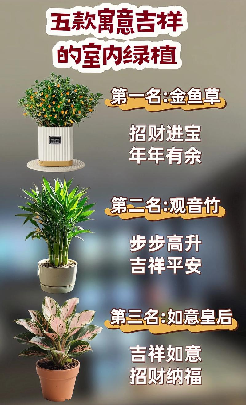 兔年养什么花最吉利?这6种“吉祥花”寓意好又容易爆盆 2. 金钱木——钱“兔”似锦,财源滚滚
