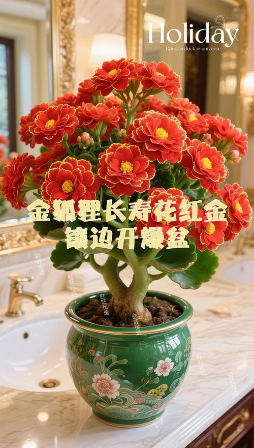 兔年养什么花最吉利?这6种“吉祥花”寓意好又容易爆盆 6. 兔尾草——毛茸茸的“小尾巴”,萌态十足