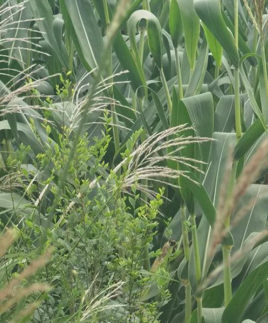 荻是水生植物吗？详解湿地植物荻的生态属性与池塘河道应用