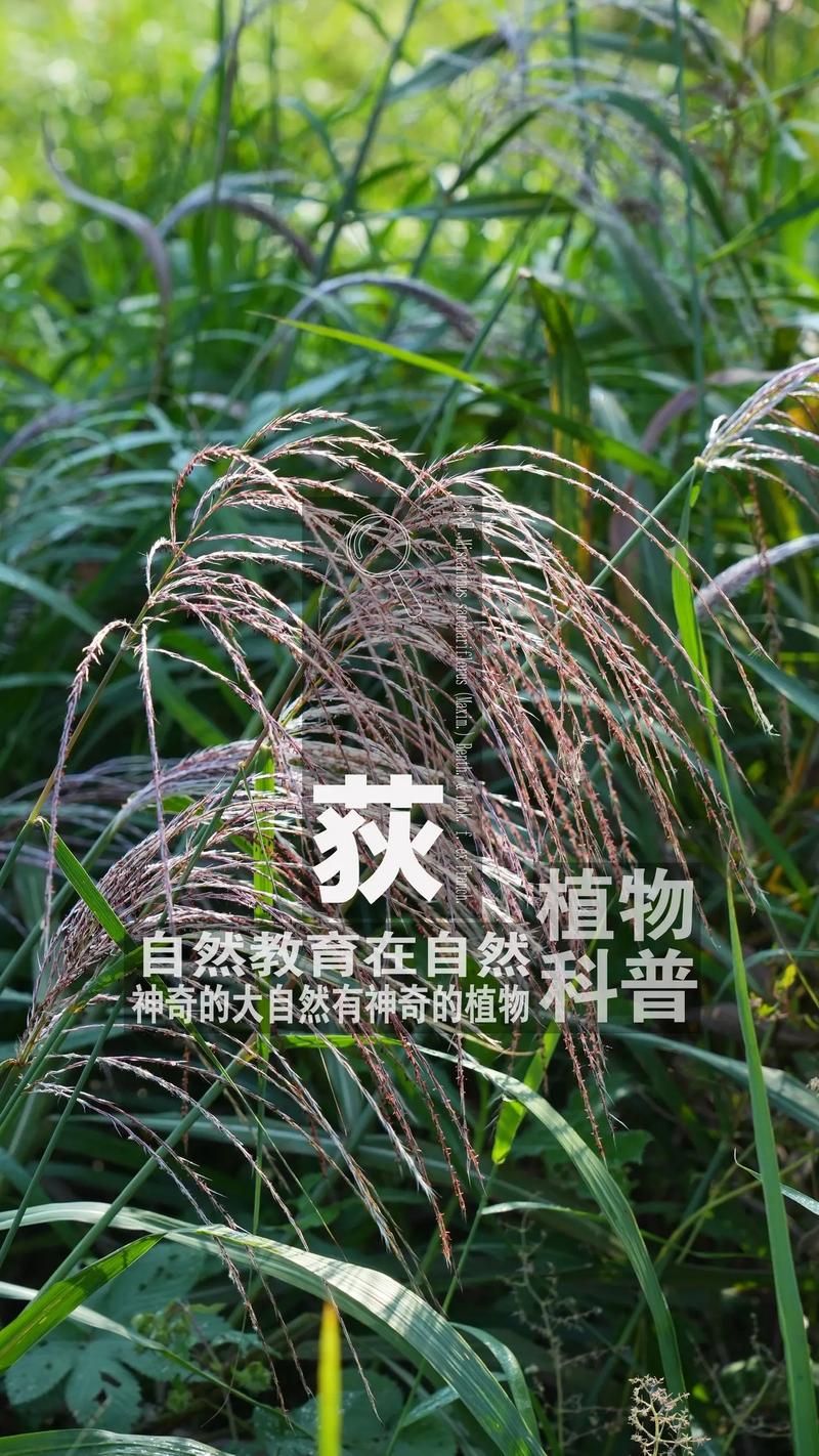 荻是水生植物吗?详解湿地植物荻的生态属性与池塘河道应用 种植密度与操作步骤