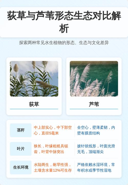 荻是水生植物吗?详解湿地植物荻的生态属性与池塘河道应用 荻的净化能力与作用机制