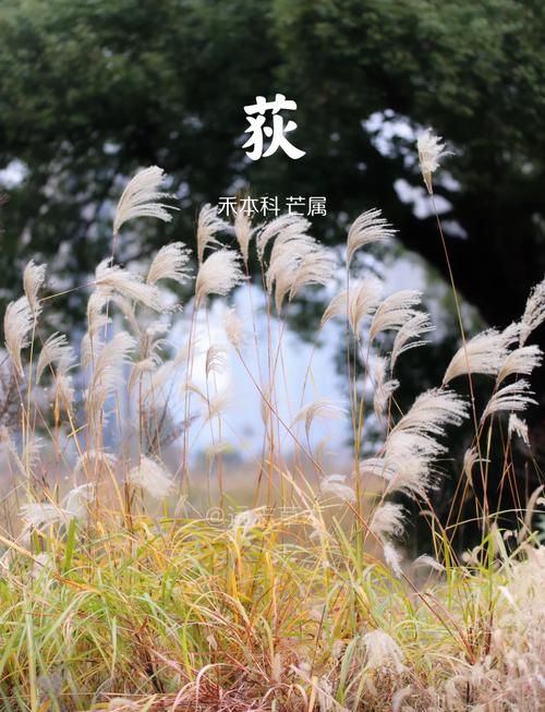 荻是水生植物吗?详解湿地植物荻的生态属性与池塘河道应用 常见问题FAQ