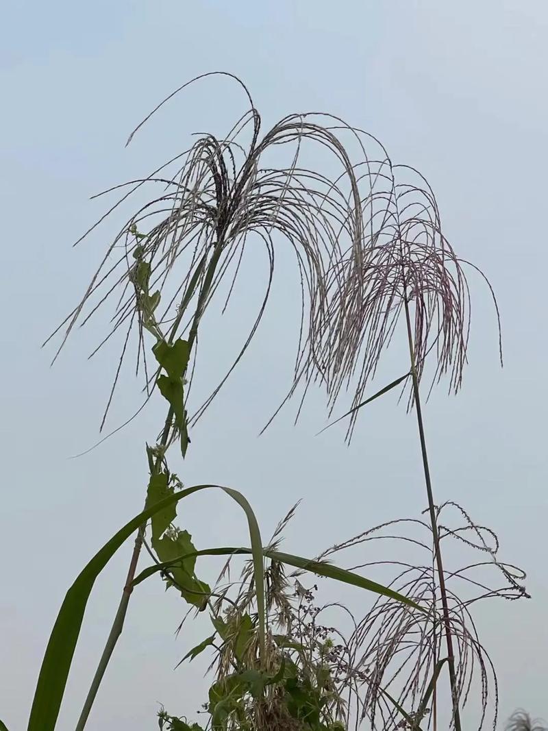荻是水生植物吗?详解湿地植物荻的生态属性与池塘河道应用 扩繁控制管理