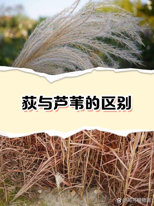 荻是水生植物吗?详解湿地植物荻的生态属性与池塘河道应用 总结