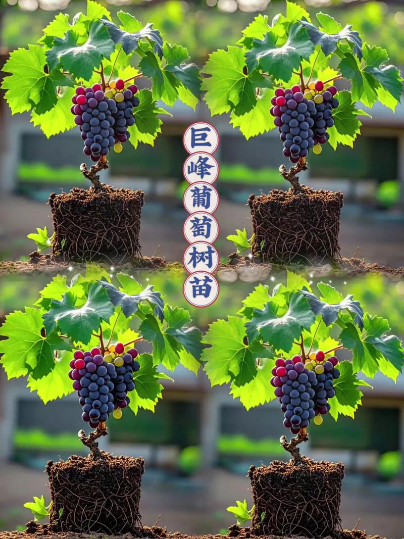 运输包装方式影响成活率与成本