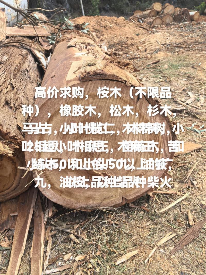 贵港桉树木材多少钱一吨?2025年价格参考与影响因素全面解析 产地:本地供应与外来木材的价差