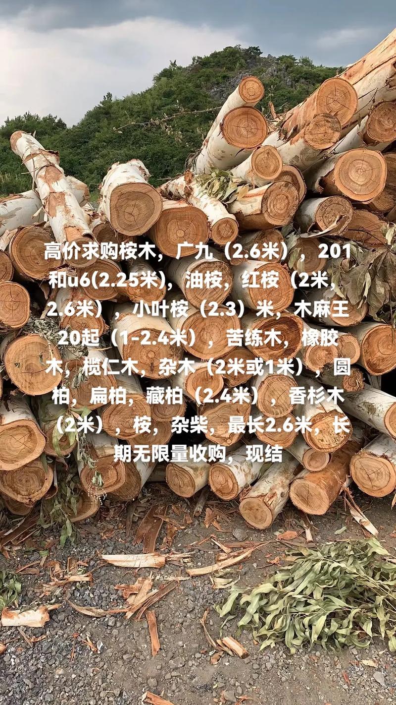 贵港桉树木材多少钱一吨?2025年价格参考与影响因素全面解析 贵港桉树木材价格参考一览表