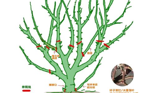 花什么时候修剪？掌握这六点，让植物越剪越旺