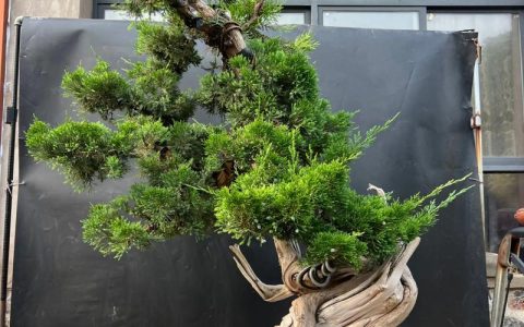 崖柏和柏树有什么区别？6维度对比与选购指南
