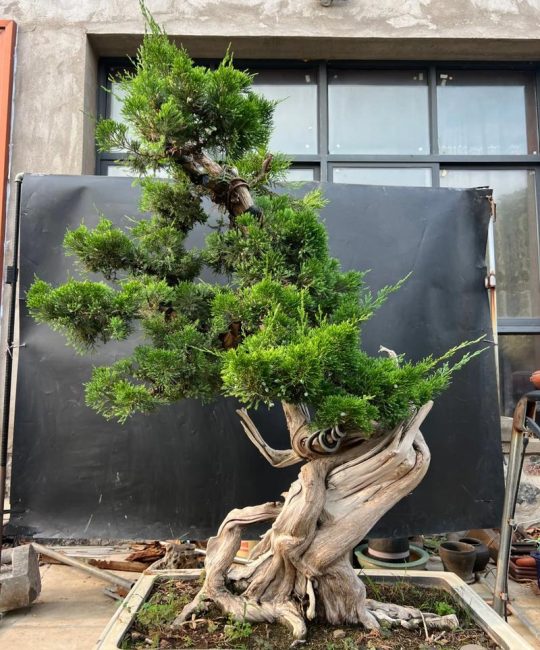 崖柏和柏树有什么区别？6维度对比与选购指南