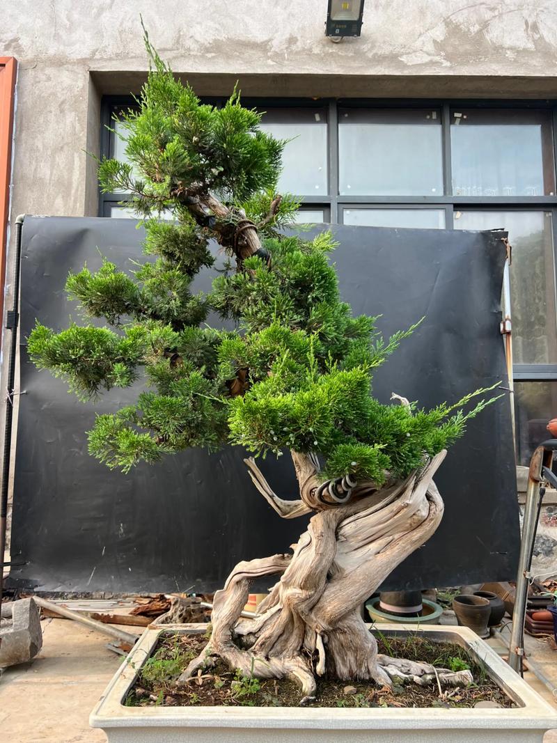崖柏和柏树有什么区别?6维度对比与选购指南 崖柏和柏树有什么区别?6维度对比与选购指南