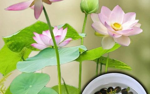 睡莲好养还是碗莲好养？家庭水景植物选择与养护全攻略