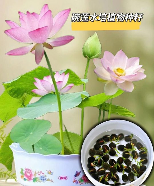 睡莲好养还是碗莲好养？家庭水景植物选择与养护全攻略