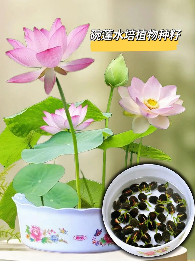睡莲好养还是碗莲好养?家庭水景植物选择与养护全攻略 睡莲好养还是碗莲好养?家庭水景植物选择与养护全攻略