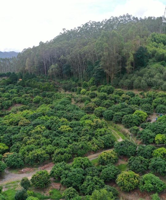 新手必看！种什么树苗成活率高？这份地栽乔灌木种植指南请收好