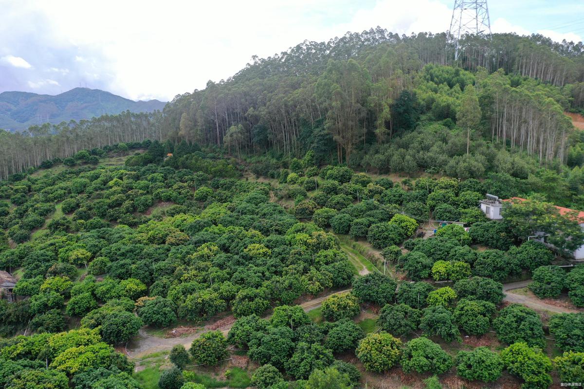 新手必看!种什么树苗成活率高?这份地栽乔灌木种植指南请收好 新手必看!种什么树苗成活率高?这份地栽乔灌木种植指南请收好