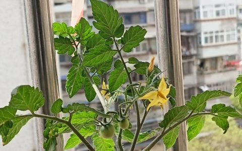 西红柿开花几天后授粉？最佳授粉时间与人工授粉技巧