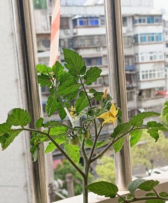 西红柿开花几天后授粉？最佳授粉时间与人工授粉技巧