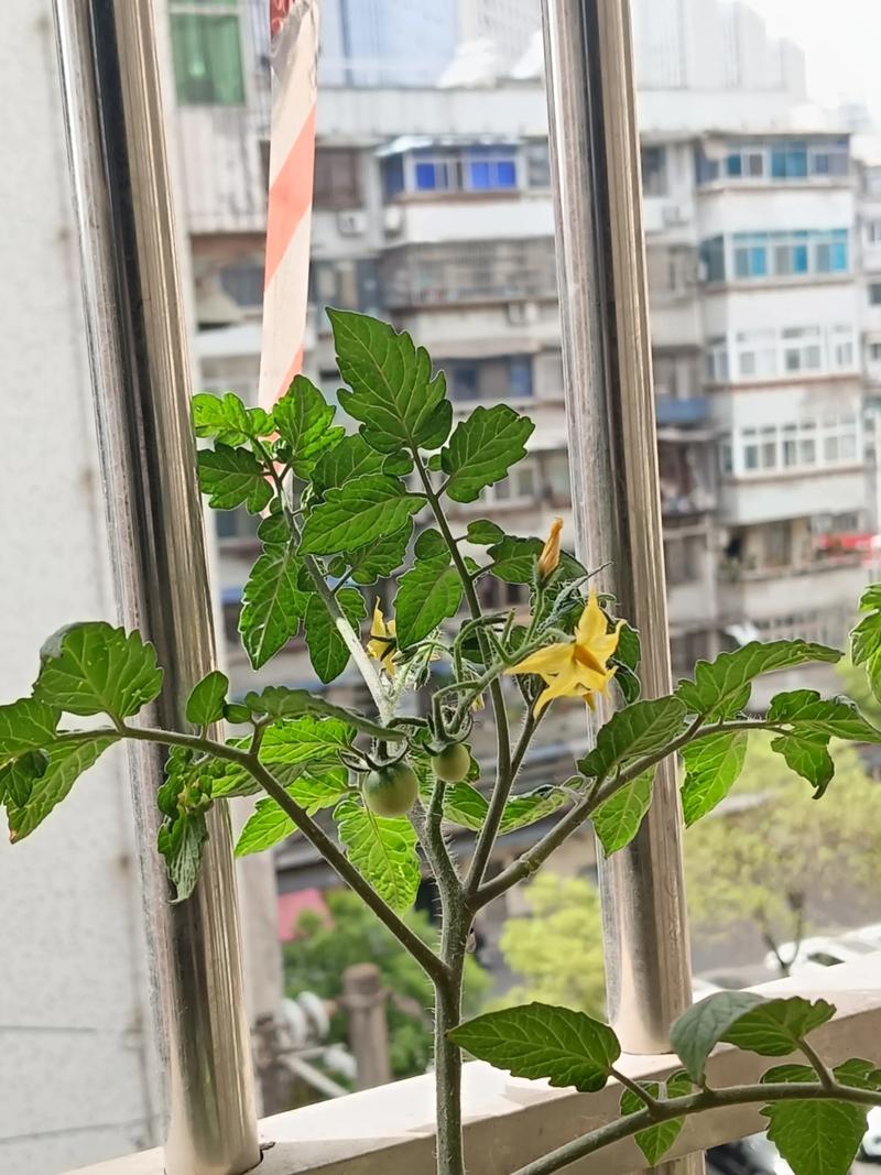 西红柿开花几天后授粉?最佳授粉时间与人工授粉技巧 西红柿开花几天后授粉?最佳授粉时间与人工授粉技巧