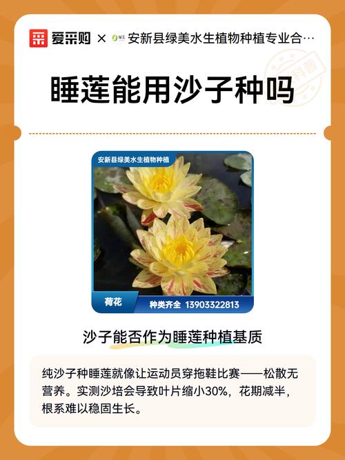 睡莲可以种在沙子里吗?全面解析睡莲种植基质与操作要点 二、推荐基质配方与操作步骤