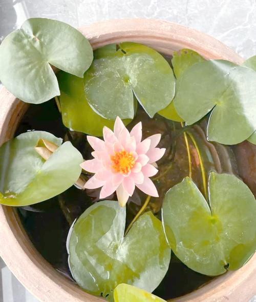 睡莲可以种在沙子里吗?全面解析睡莲种植基质与操作要点 总结