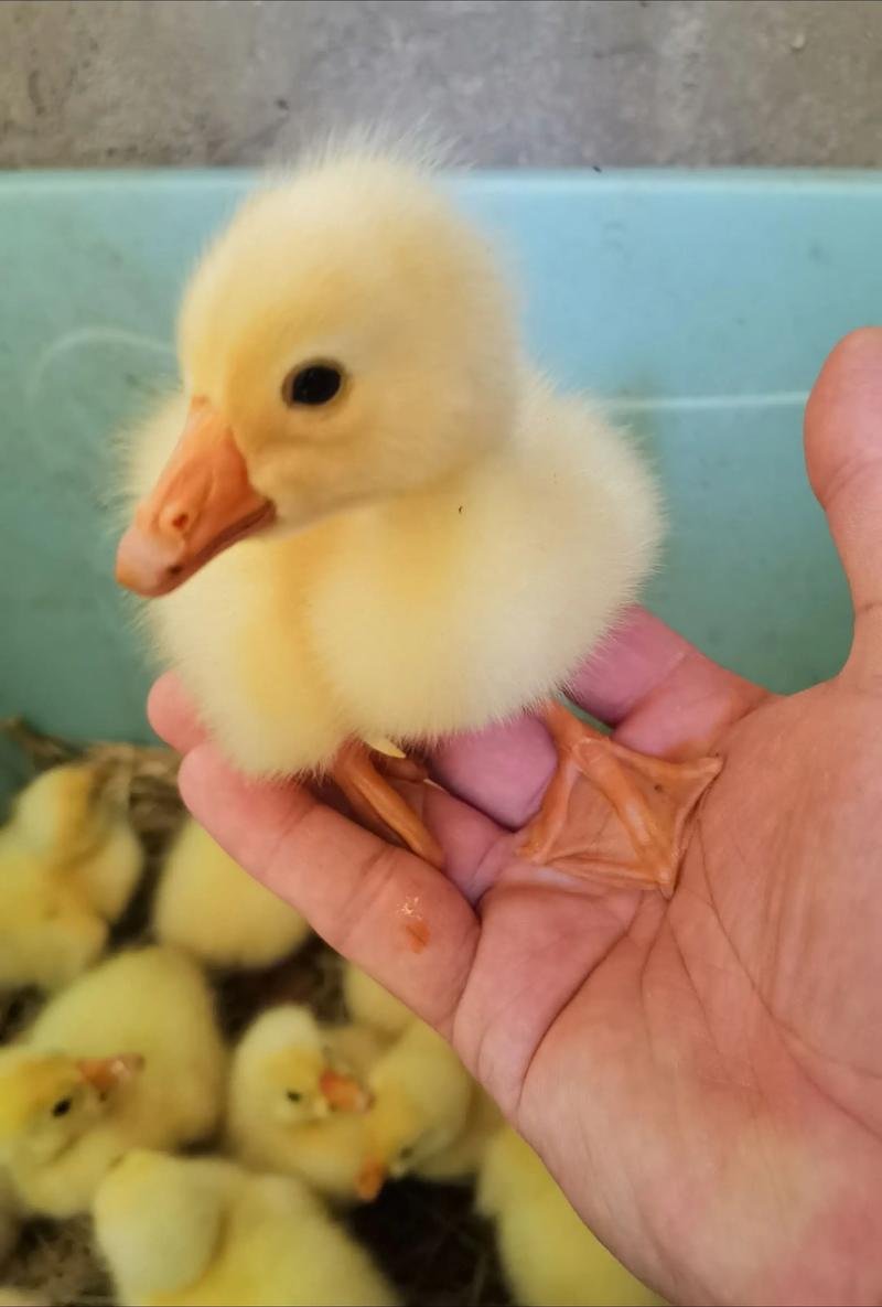 鹅苗第一个月怎么养?新手育雏全攻略 饲料:少食多餐,逐步过渡到全价料