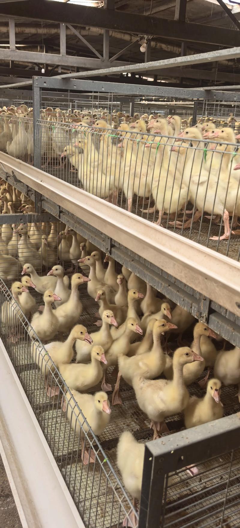 鹅苗第一个月怎么养?新手育雏全攻略 饮水:先饮水再开食,水温要接近室温