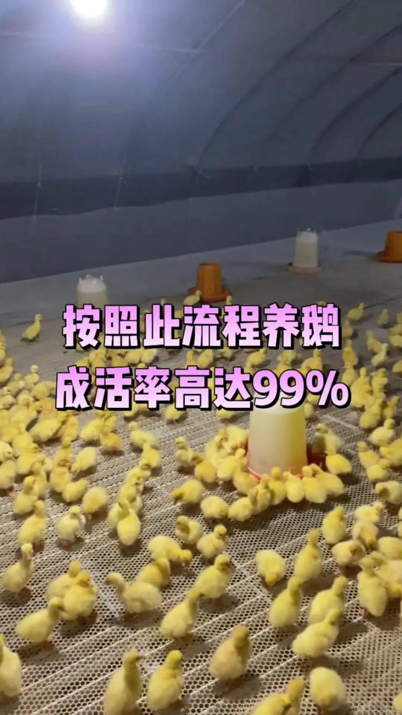 鹅苗第一个月怎么养?新手育雏全攻略 修剪(剪喙与断趾):一周龄进行,操作要轻柔