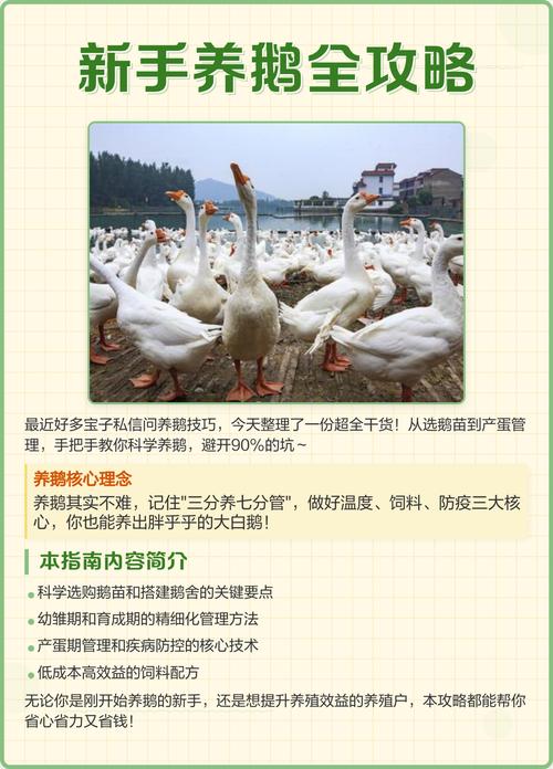 鹅苗第一个月怎么养?新手育雏全攻略 保温防暑(越冬越夏):第一周温度33-35℃,每周降低2-3℃