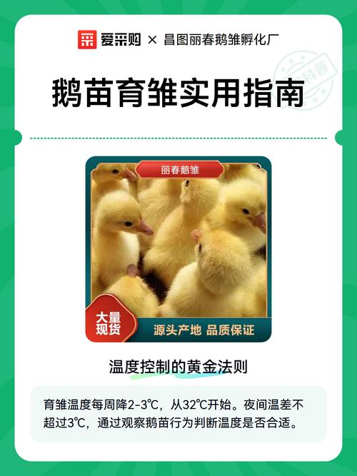 鹅苗第一个月怎么养?新手育雏全攻略 育雏舍清理(换盆/田间管理):每天清粪,每周消毒一次