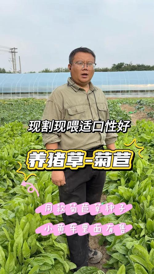 养猪种什么草好?这几种优质牧草让猪更健康、成本更低 二、黑麦草——冬季青饲料的救星
