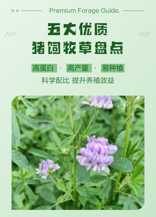 养猪种什么草好?这几种优质牧草让猪更健康、成本更低 四、苦荬菜——猪的“天然抗生素”